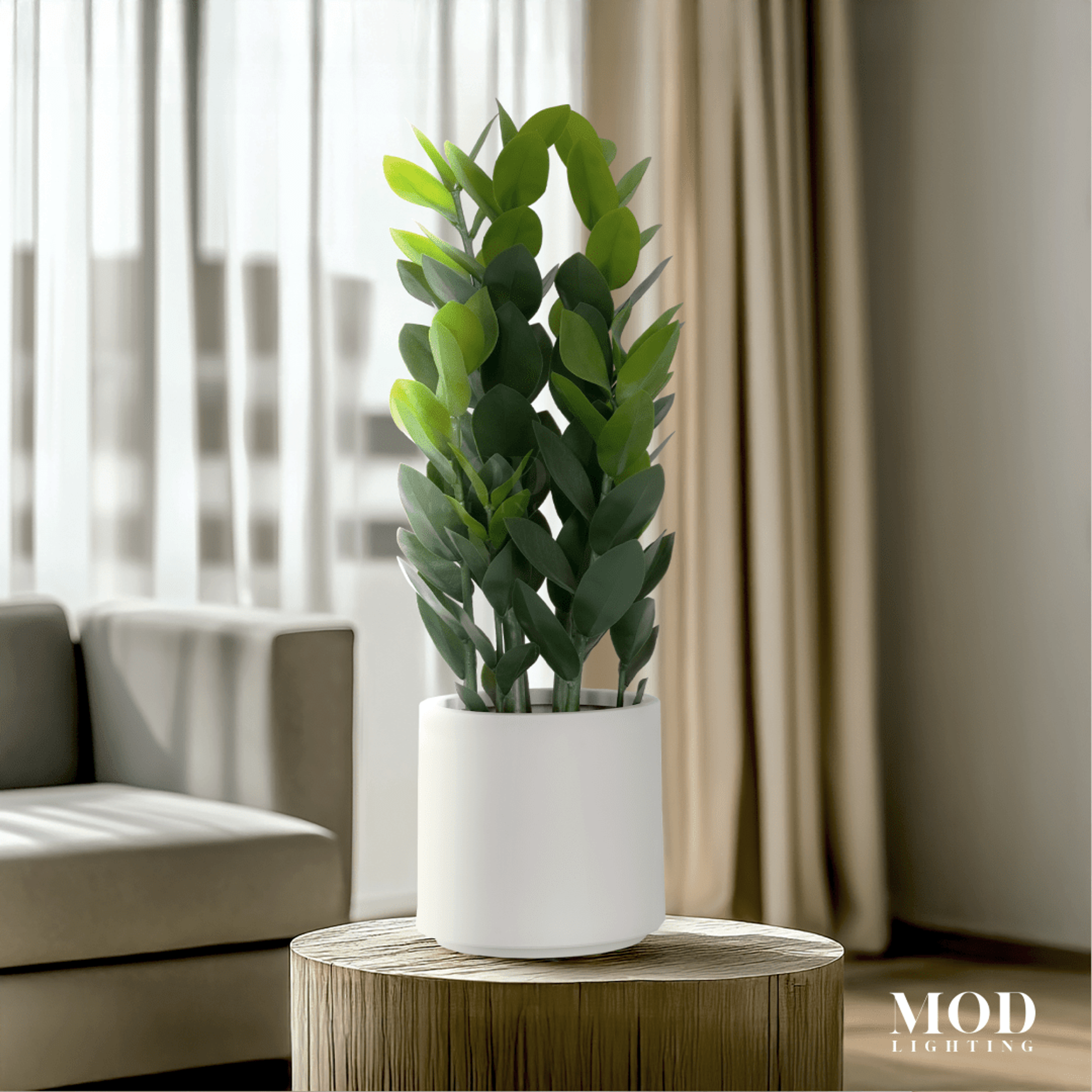 ZZ Plant hover