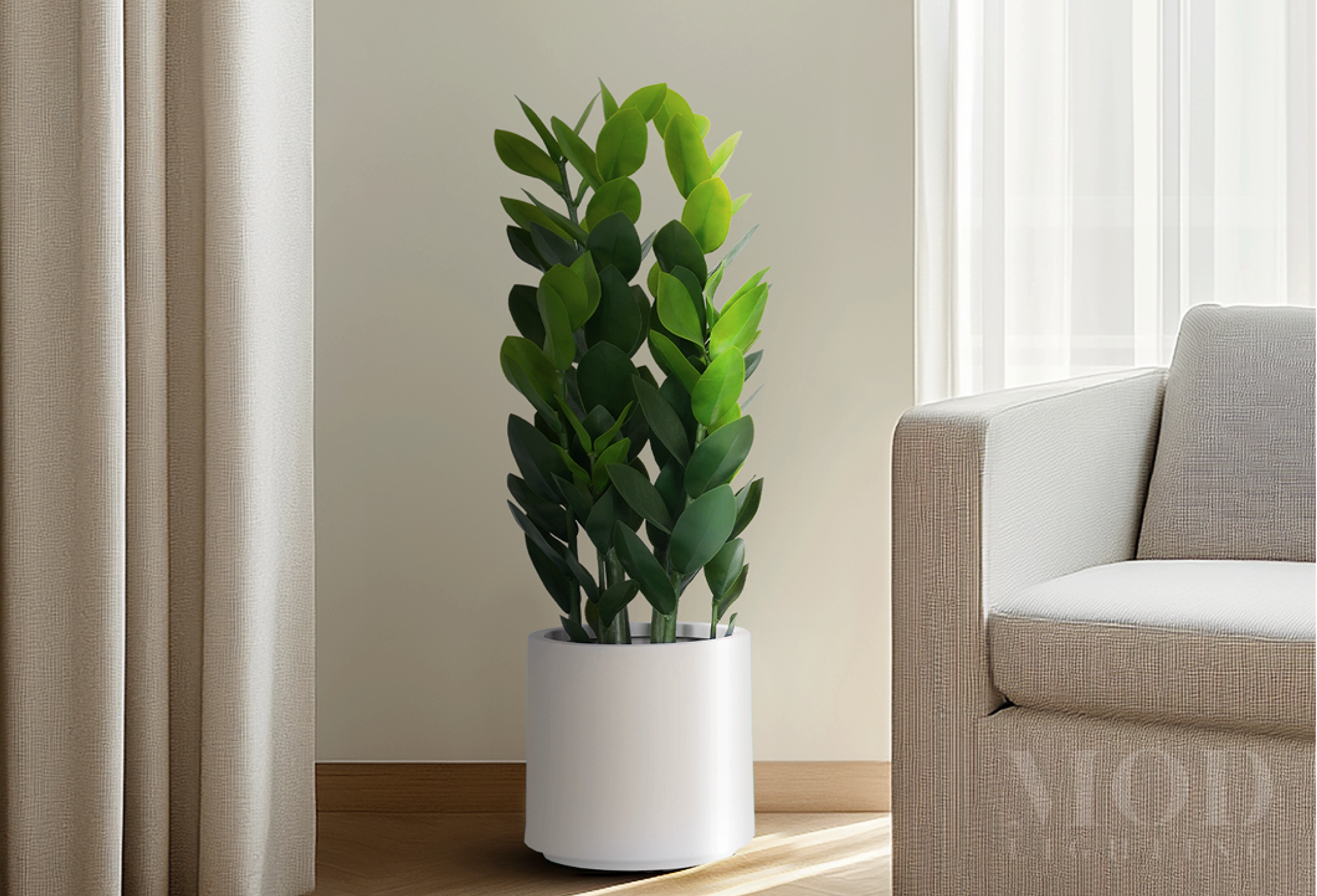 /products/zz-plant