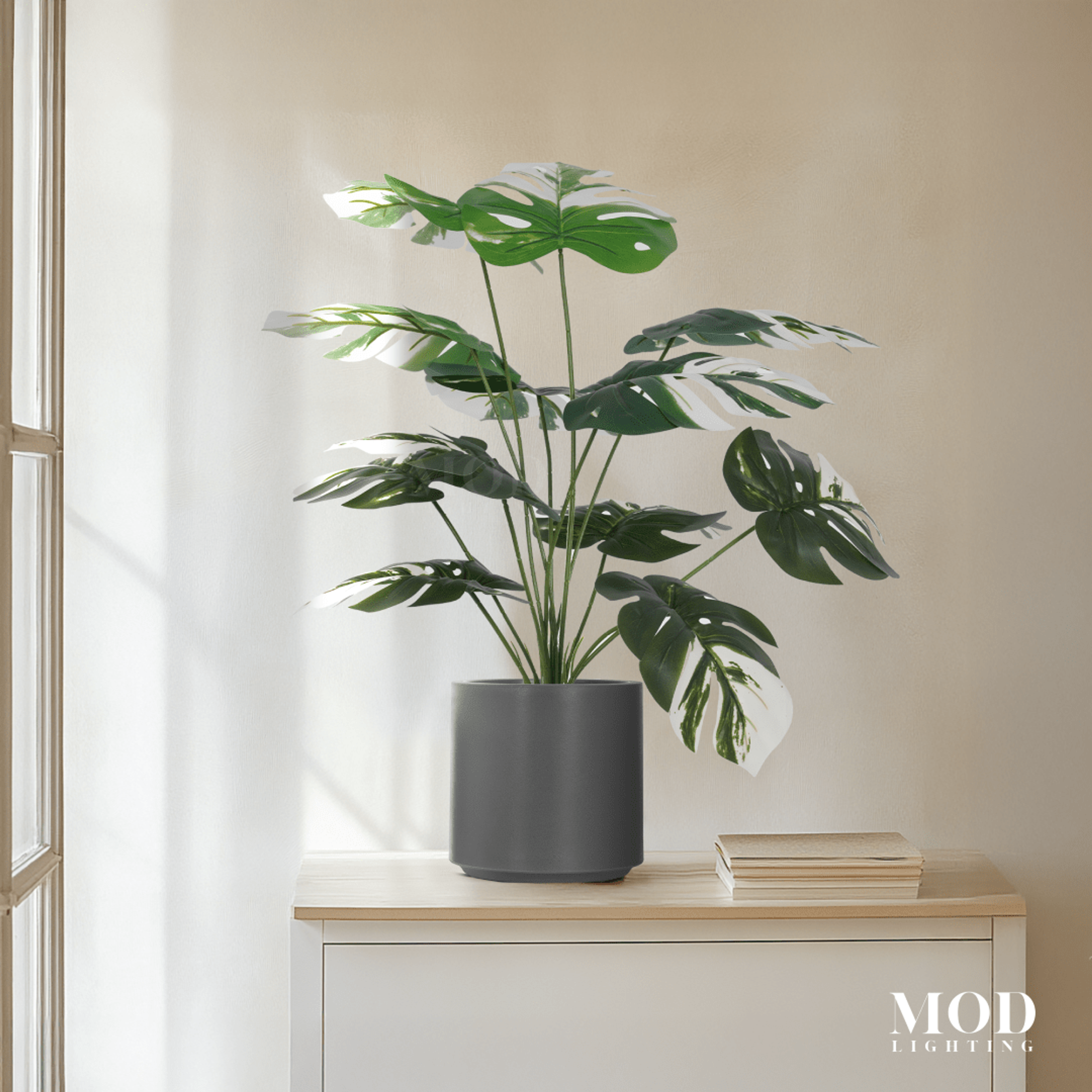 Monstera Albo hover