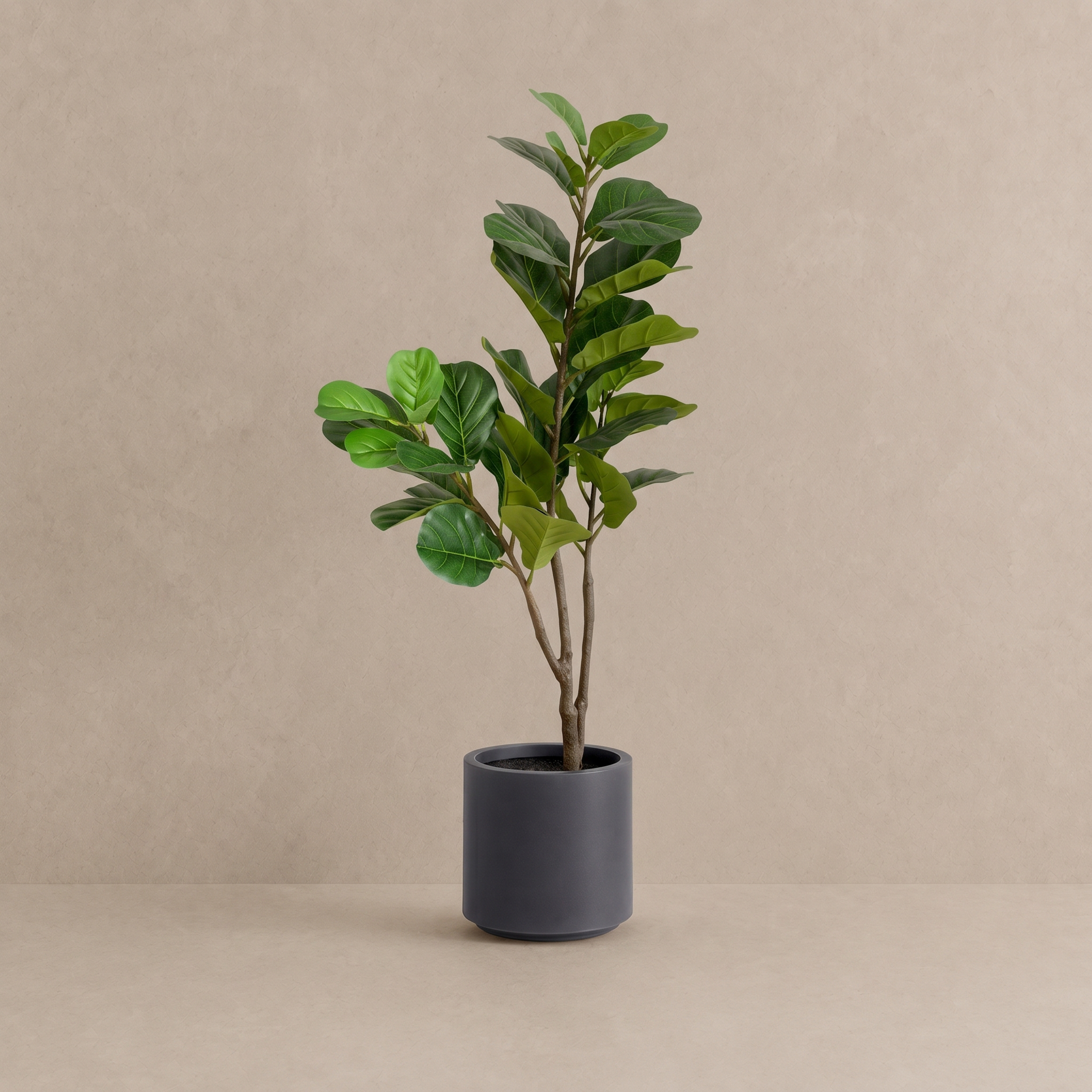 Fiddle Leaf Fig