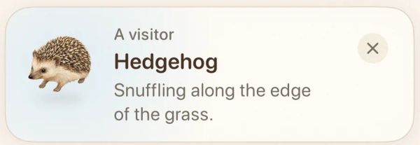 A hedgehog visitor card in the Meadow app