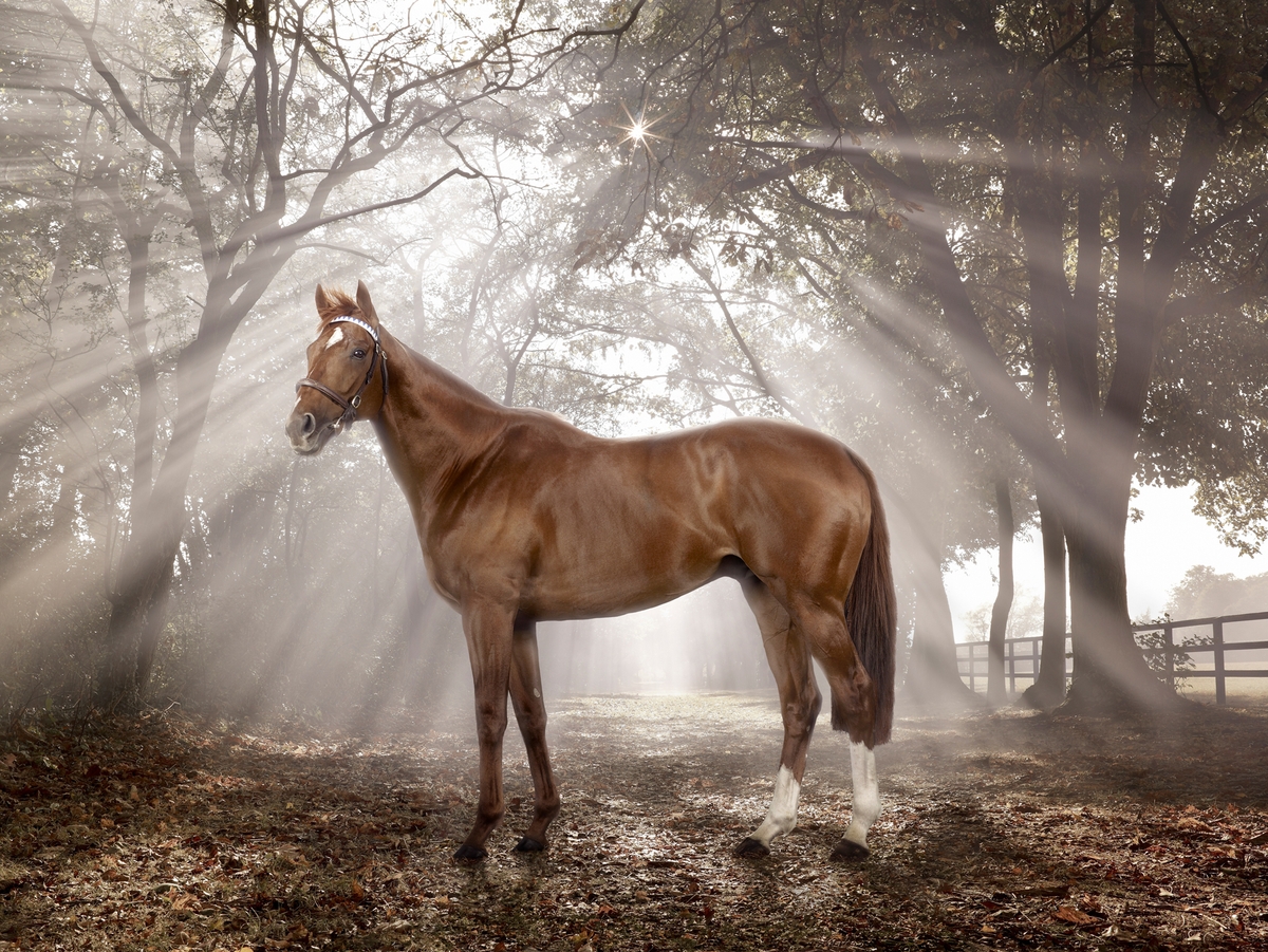 A still from the portfolio DARLEY, by photographer Chris Ryan.