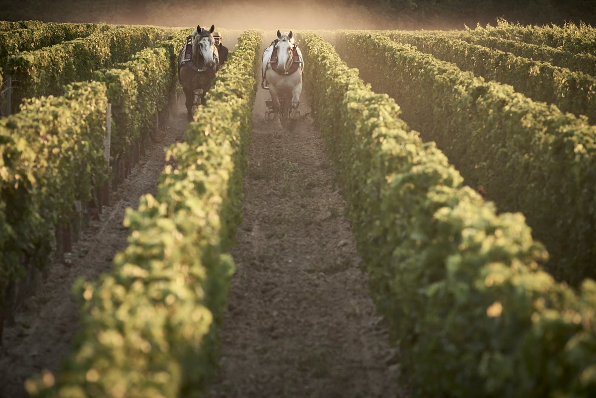 A still from the portfolio CHÂTEAU LAFITE, by photographer Chris Ryan.