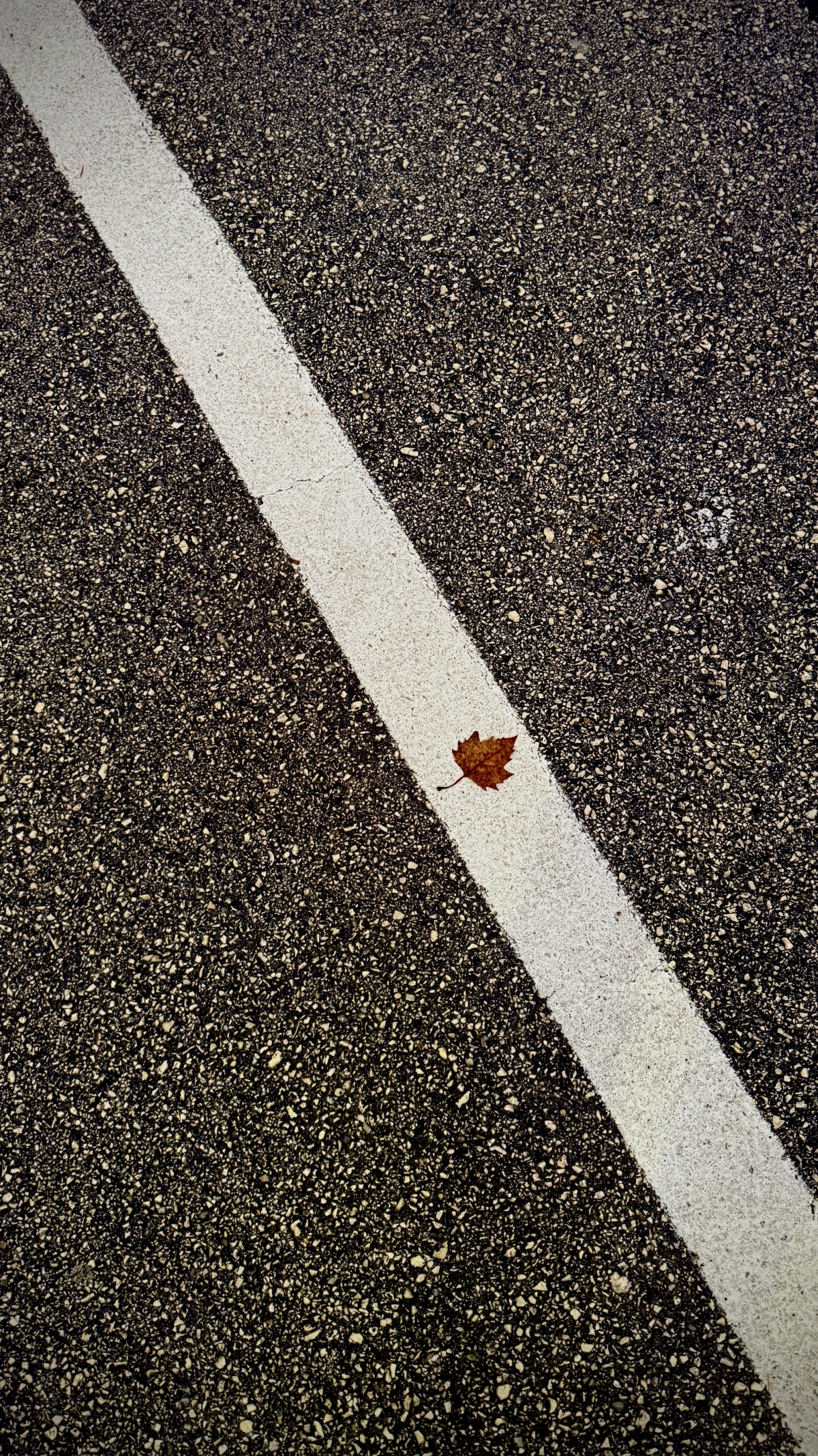 A still from the portfolio LEAVES ON THE LINE, by photographer Chris Ryan.