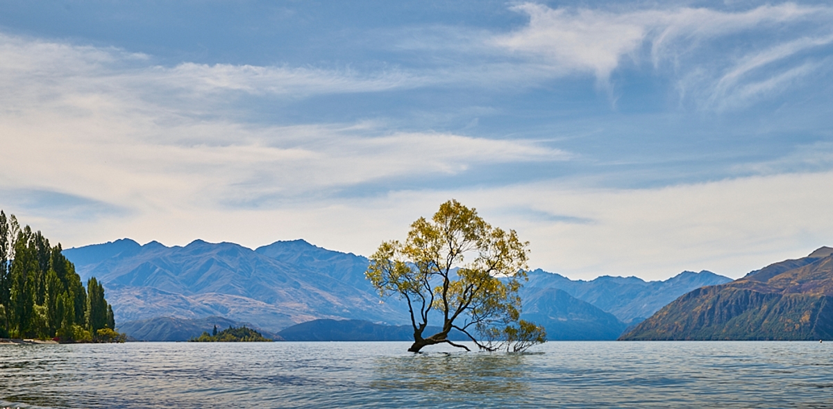 Sunken Tree, New Zealand