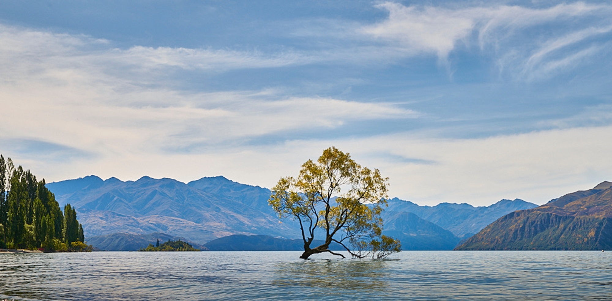 A photograph of trees from Chris Ryan's 'Looking for common ground' portfolio.