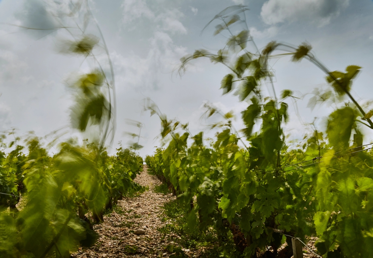 A still from the portfolio CHÂTEAU LAFITE, by photographer Chris Ryan.