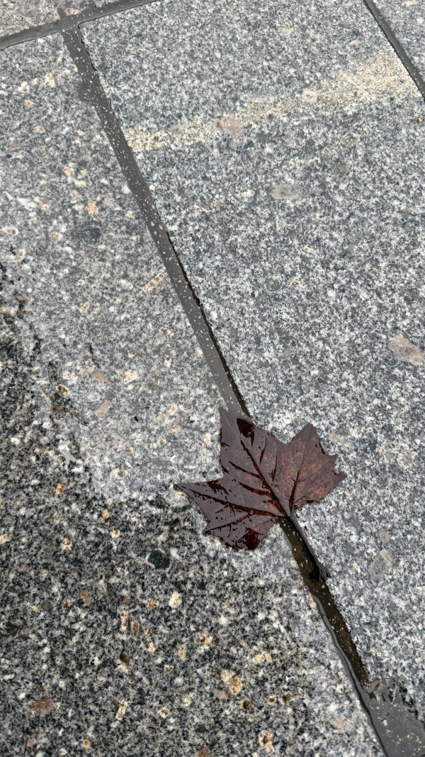 A background image for LEAVES ON THE LINE