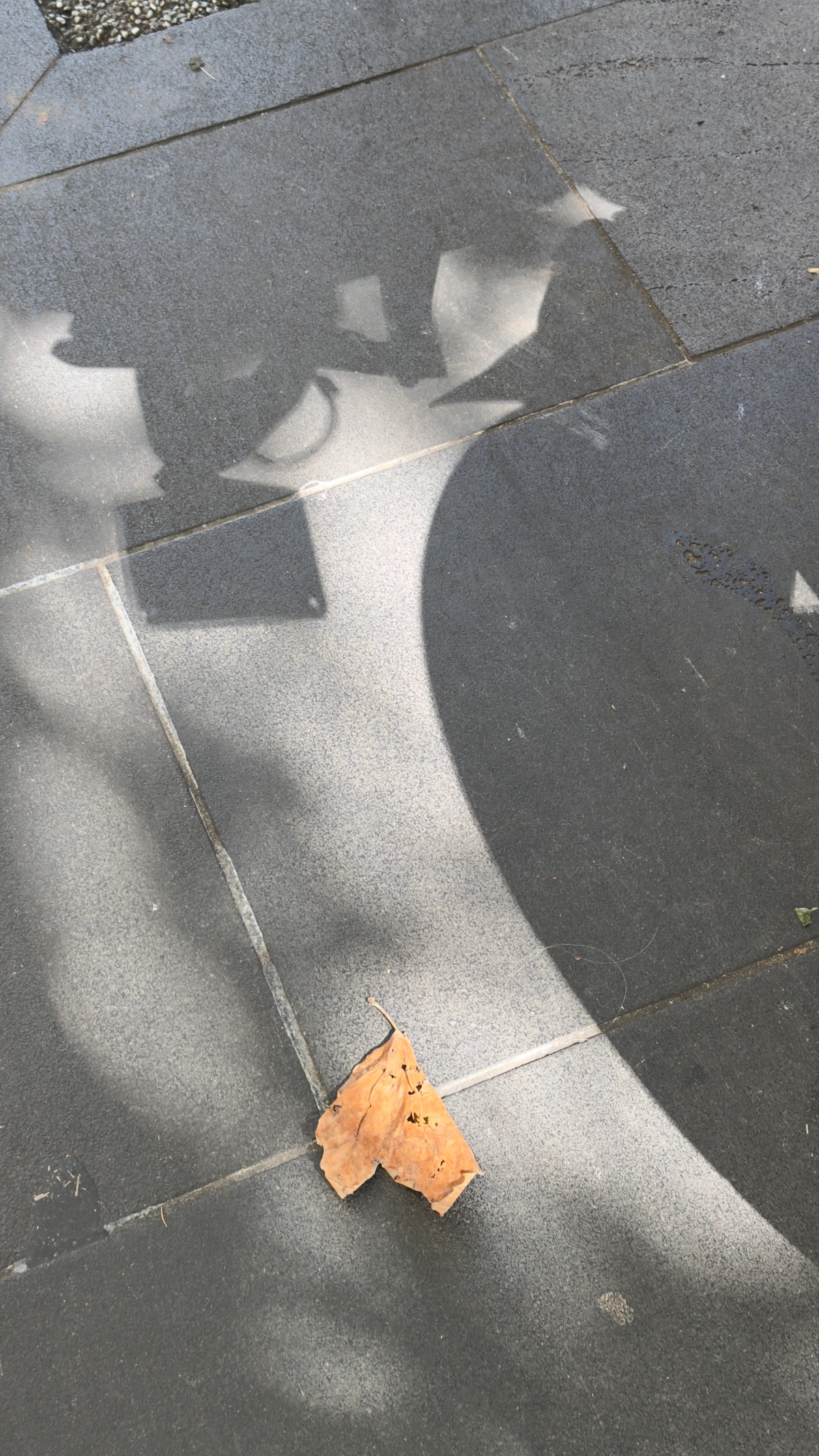 A still from the portfolio LEAVES ON THE LINE, by photographer Chris Ryan.