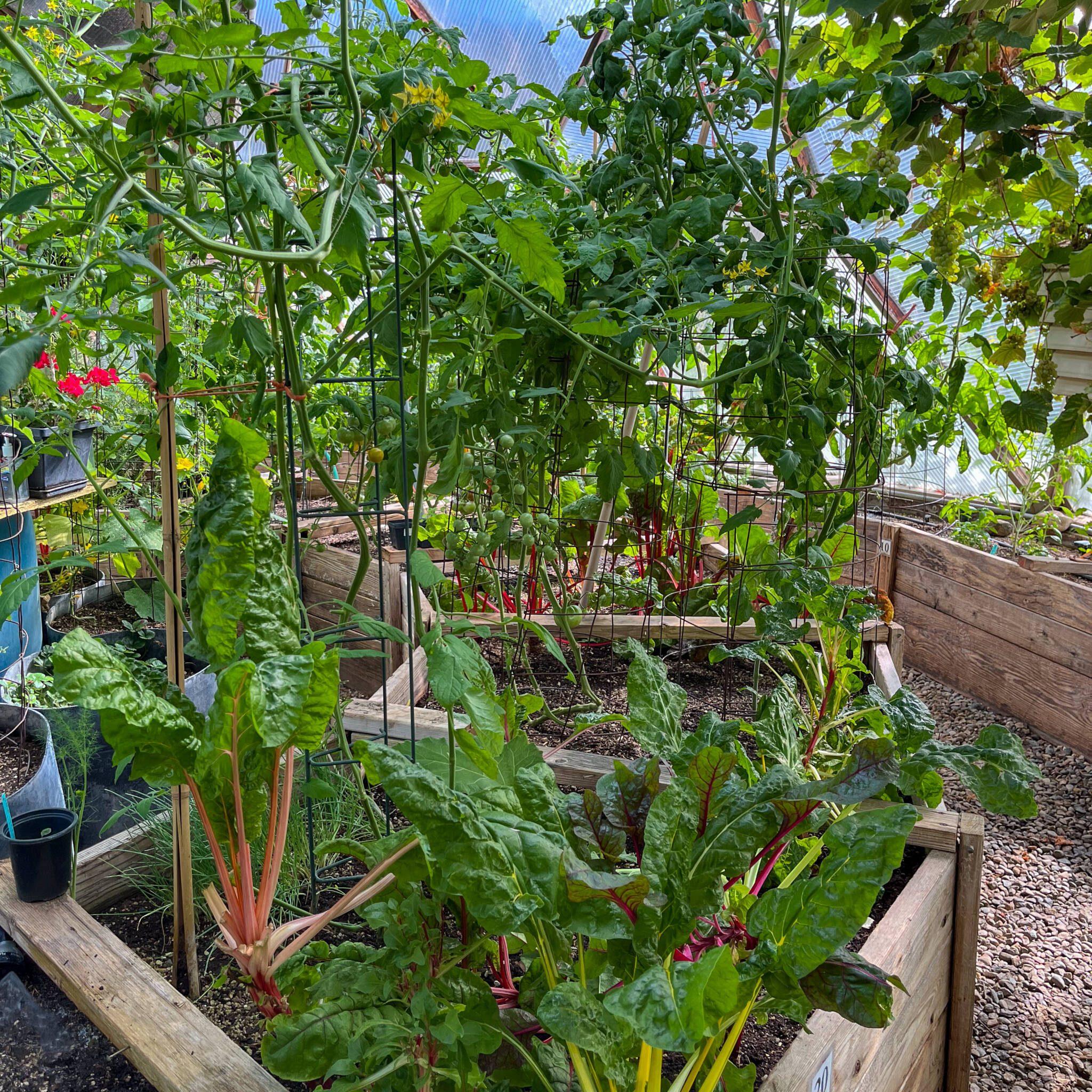 Chard and tomatoes growing in the central bed of a community greenhouse