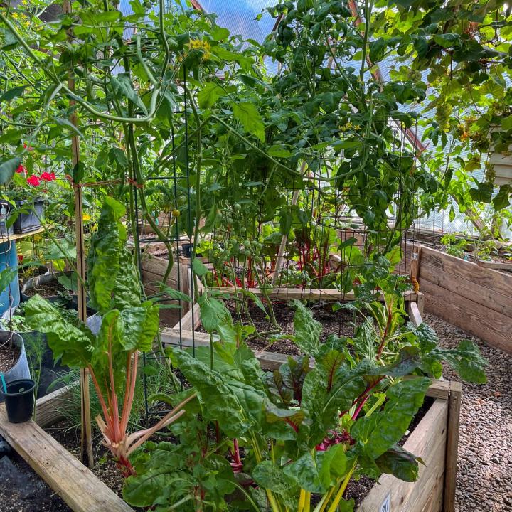 Central garden bed in a 33' Growing Dome filled with chard and tomatoes