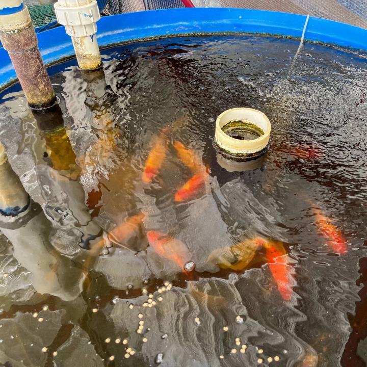 Aquaponics fish tank filled with goldfish