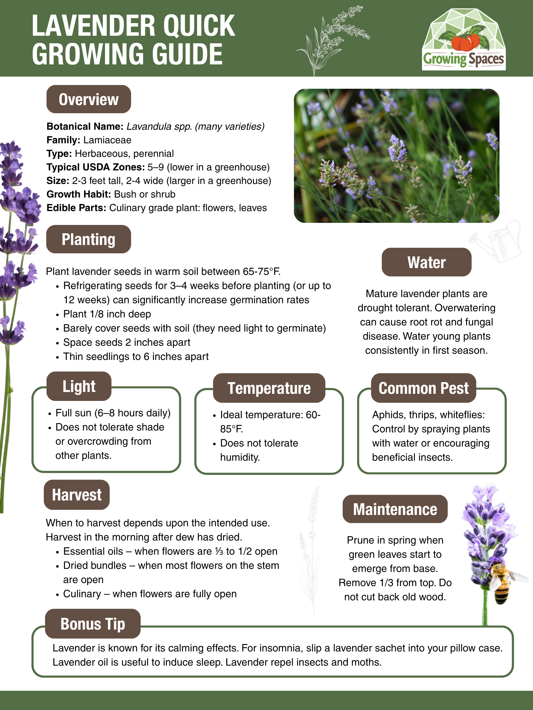 Lavender Growing Guide image
