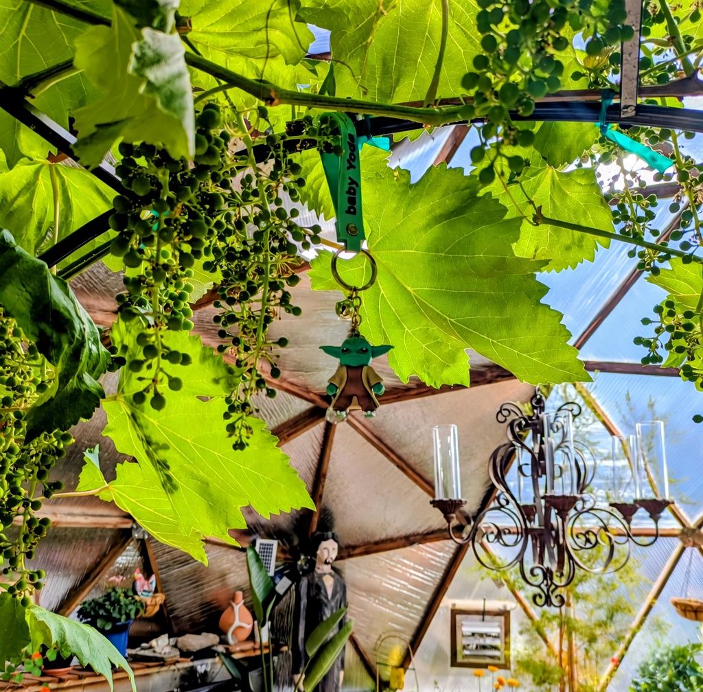 Baby yoda keychain hanging from a grape vine in a Growing Dome greenhouse