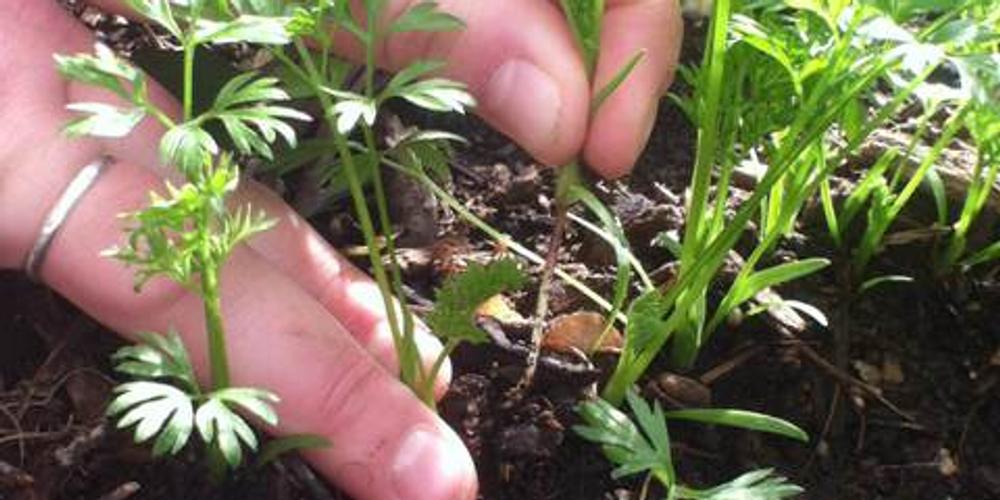 Thinning Vegetable Crops image