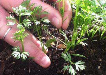 Thinning Vegetable Crops image