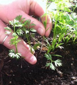 thinning seedlings