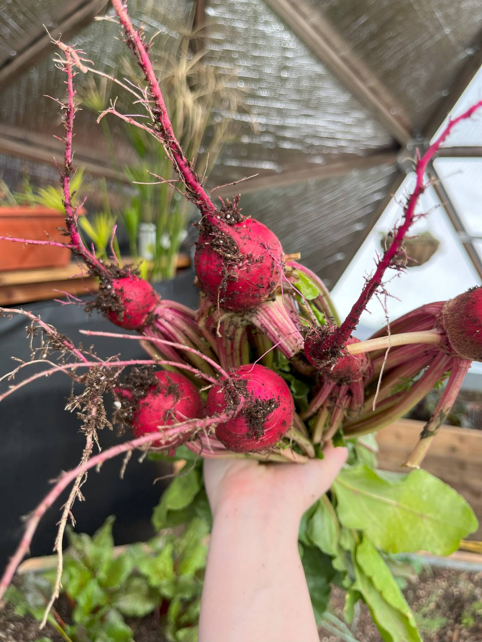 someone holding beets harvested from the growing dome, you can see raised beds, the above-ground pond, and the north wall reflectix in the background