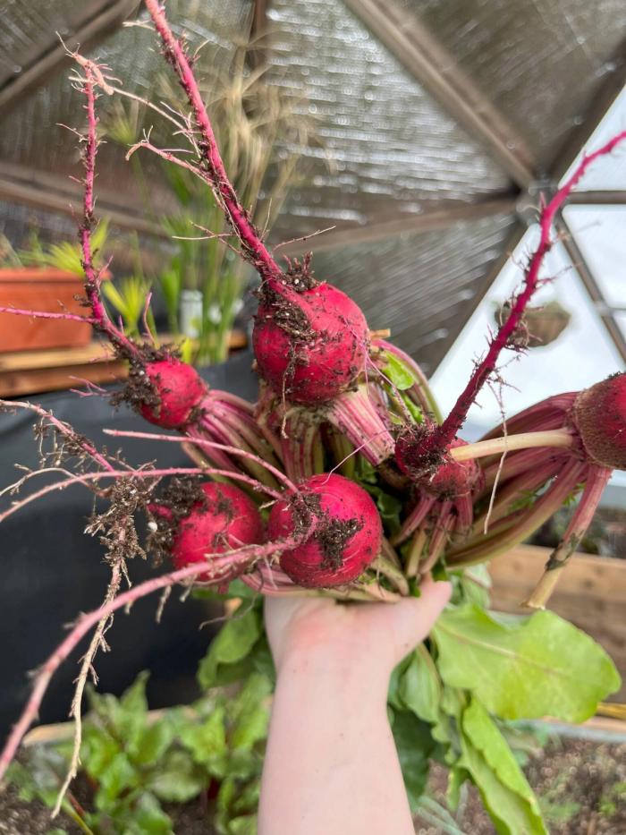 someone holding beets harvested from the growing dome, you can see raised beds, the above-ground pond, and the north wall reflectix in the background