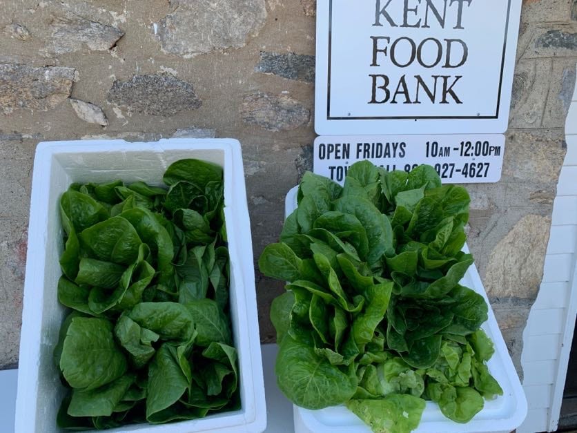 Fresh heads of lettuce from the Marvelwood School garden in Kent, Connecticut