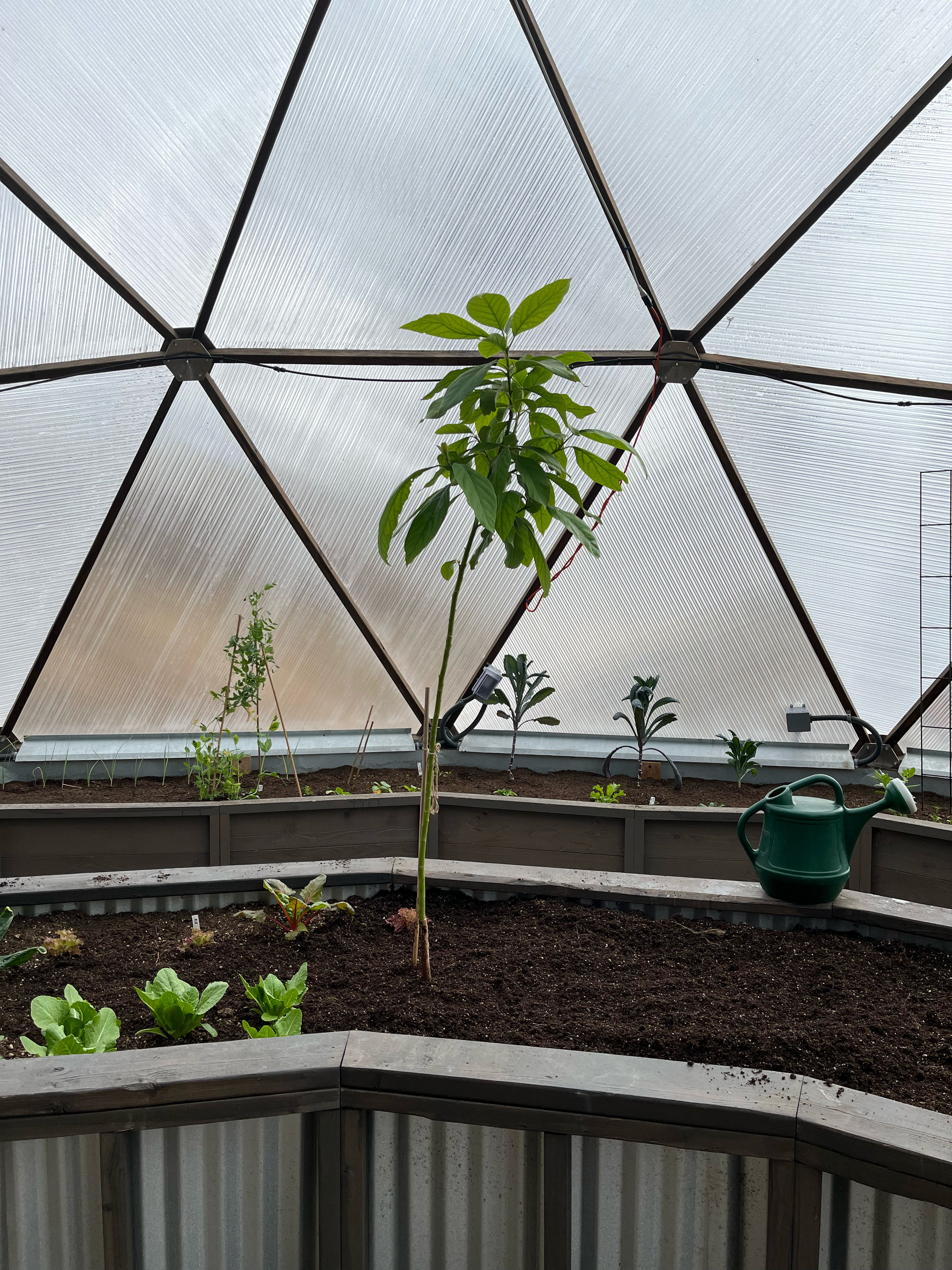 Small avocado tree planted in a raised garden bed inside a dome greenhouse