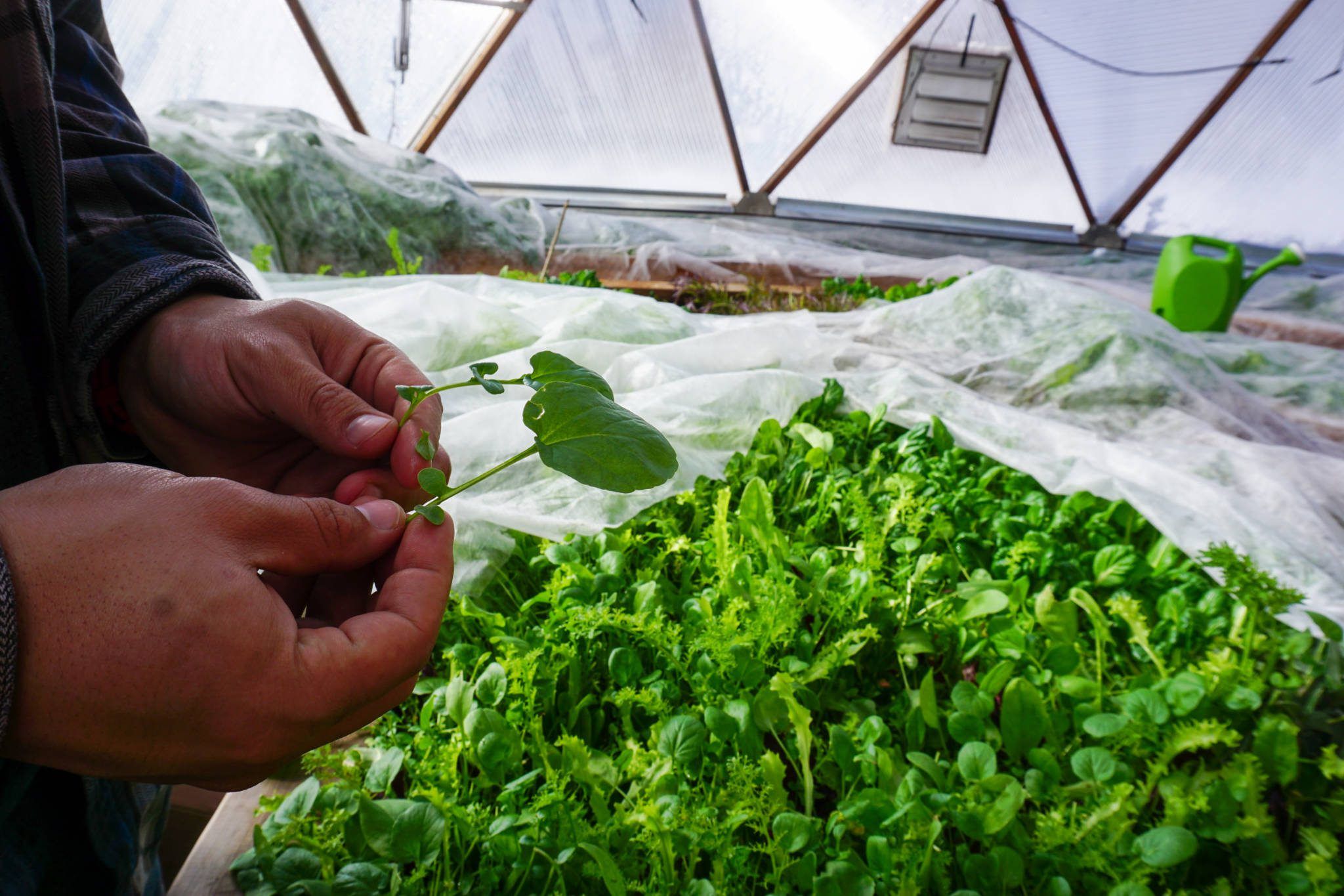 two hands holding tender greens with raised beds in a greenhouse covered in row cover in background
