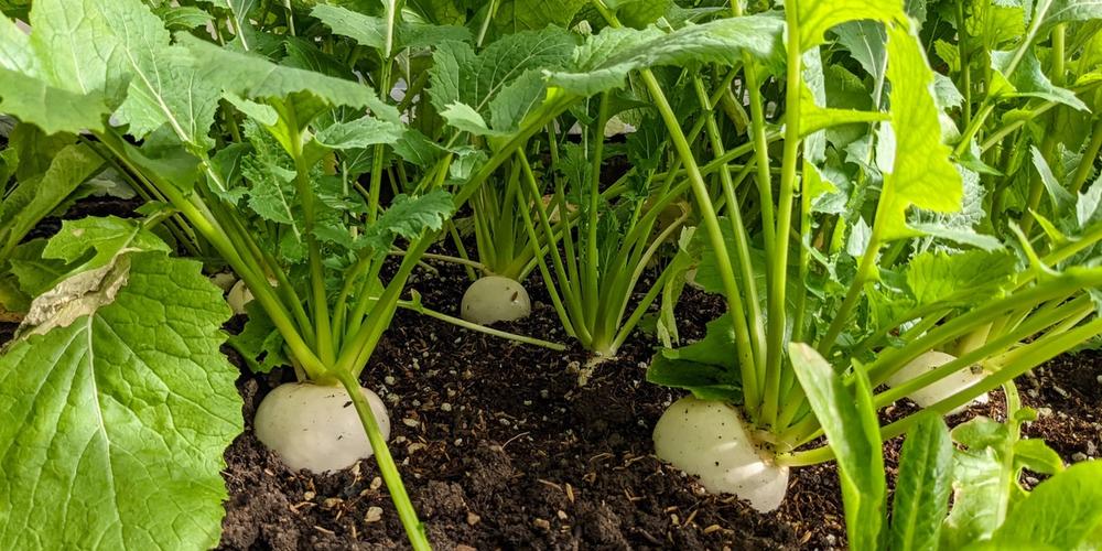 Turnips in Healthy Soil