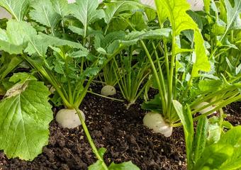 Turnips in Healthy Soil