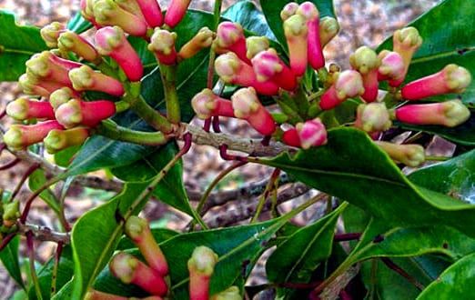 cloves for your cold & flu