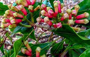 cloves for your cold & flu