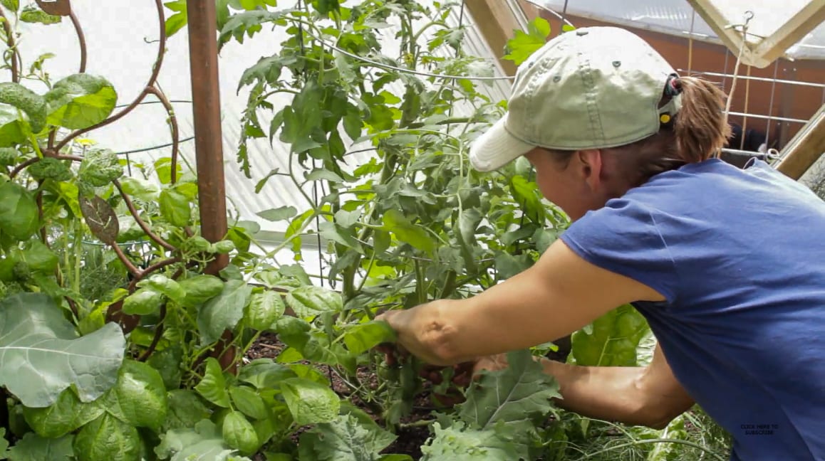 Plant spacing and trimming will help prevent powdery mildew