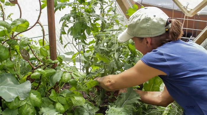 Plant spacing and trimming will help prevent powdery mildew