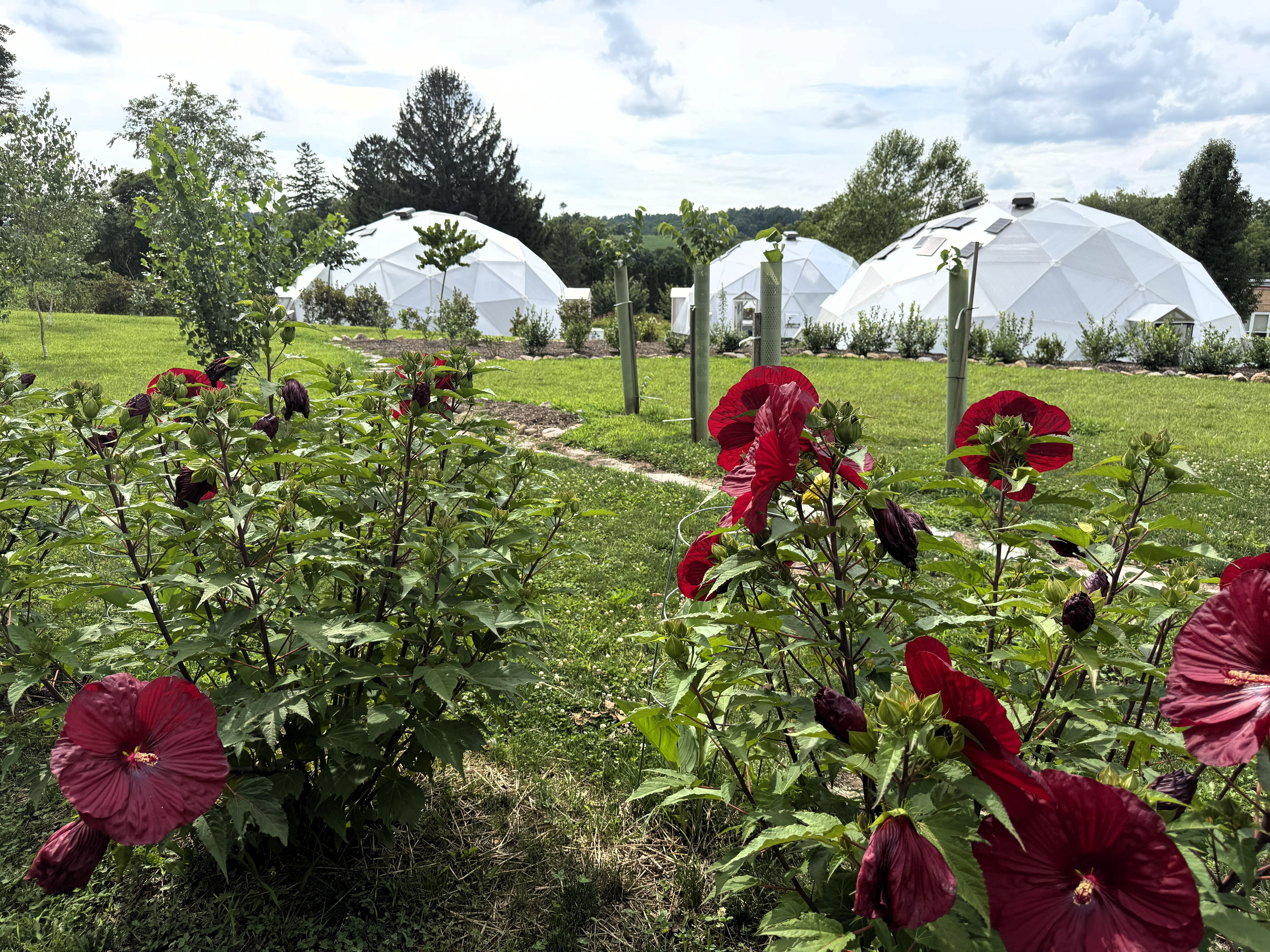 Three Kula Kamala Foundation Growing Dome greenhouses with red hardy hibiscus blooming in the foreground