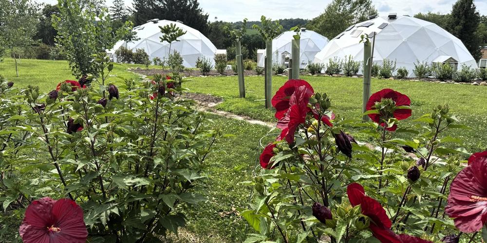 Three Kula Kamala Foundation Growing Dome greenhouses with red hardy hibiscus blooming in the foreground