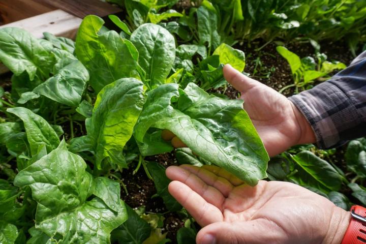 lettuce in urban greenhouse