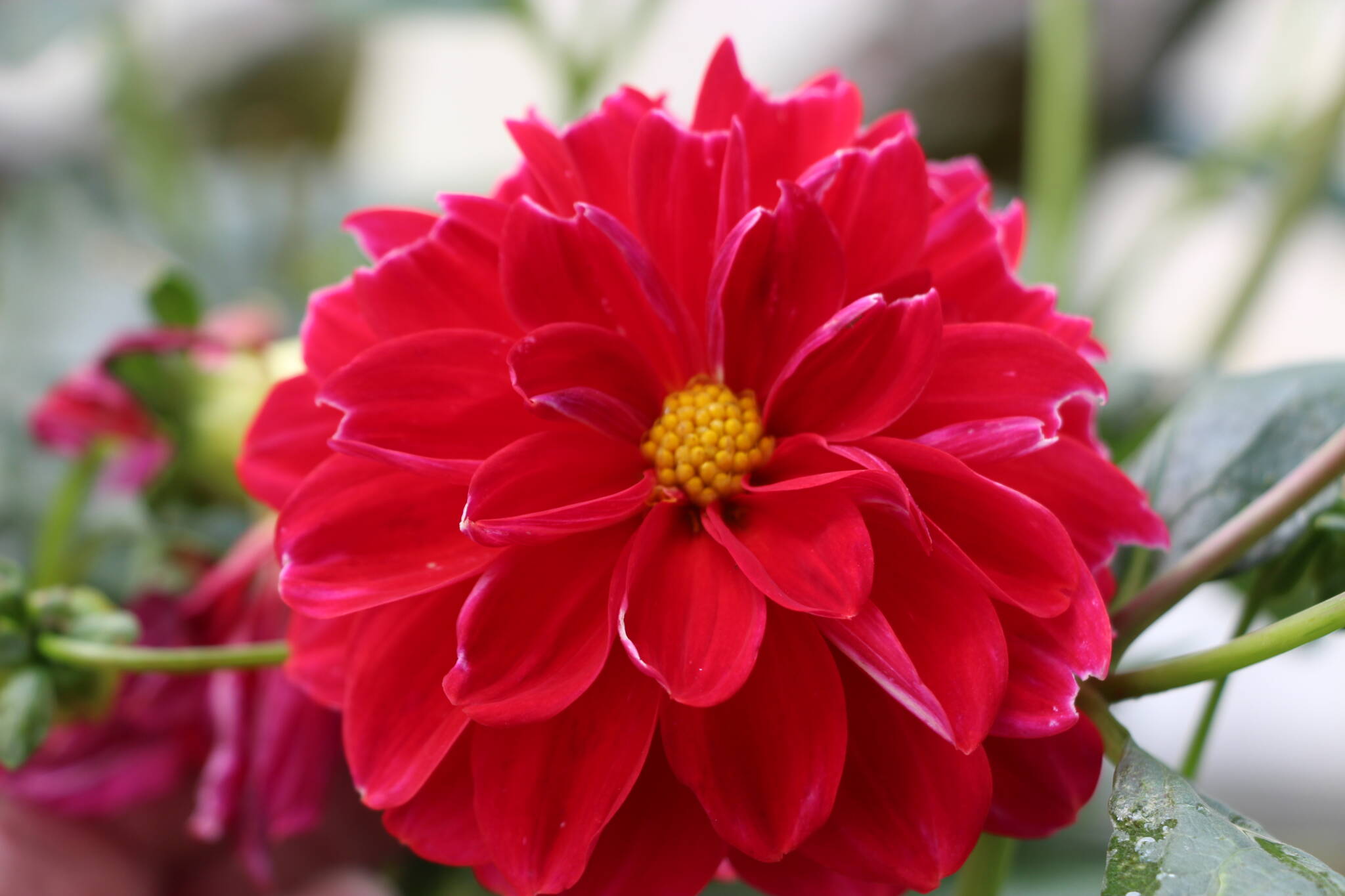 red dahlia