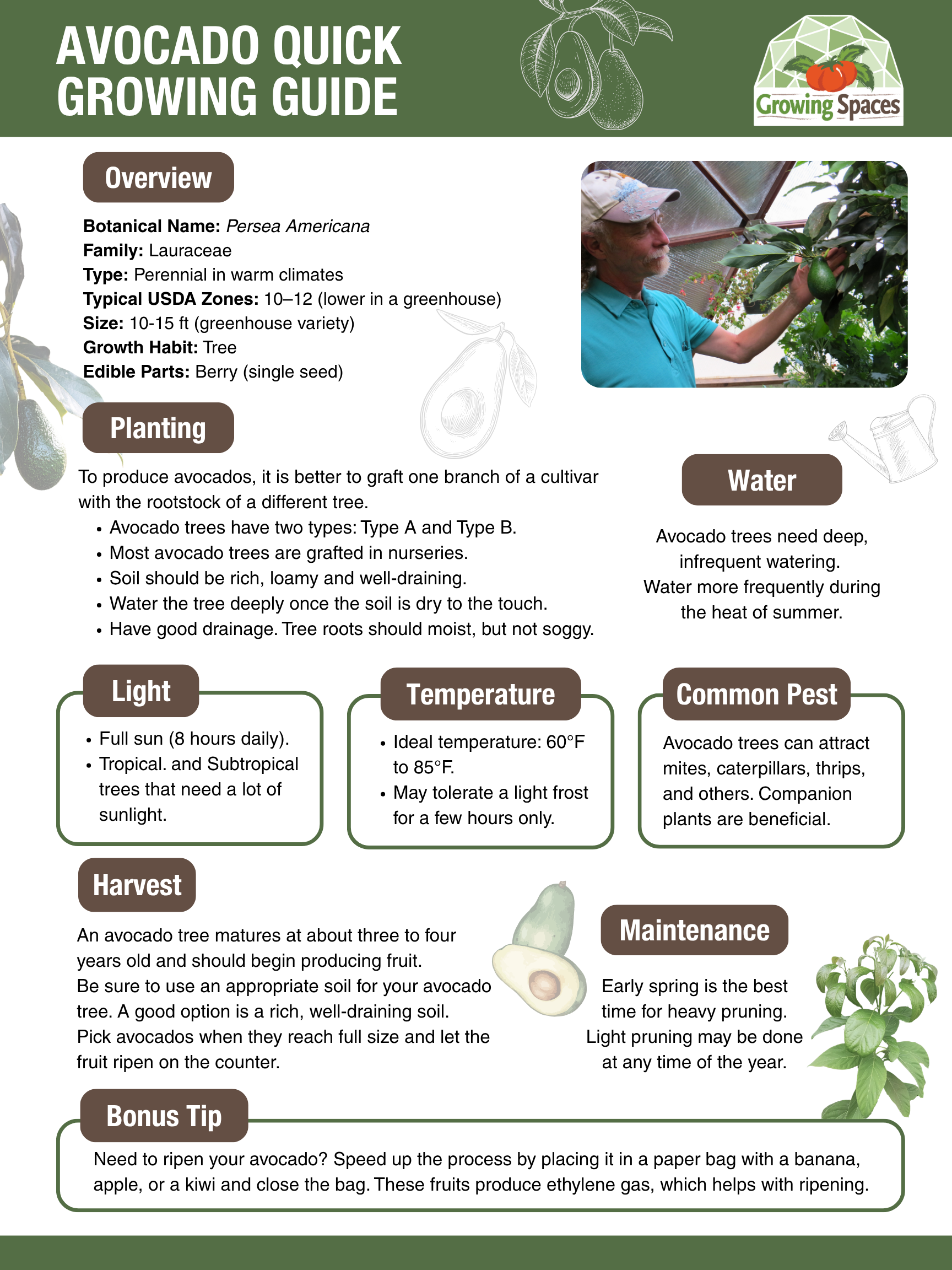 Avocado Growing Guide image