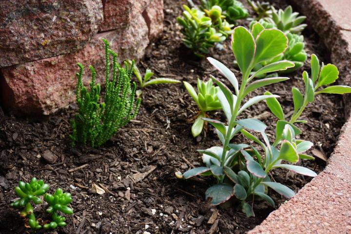 succulents in soil