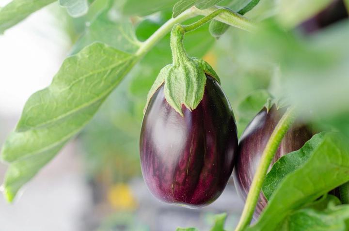 eggplant Pixabay photo