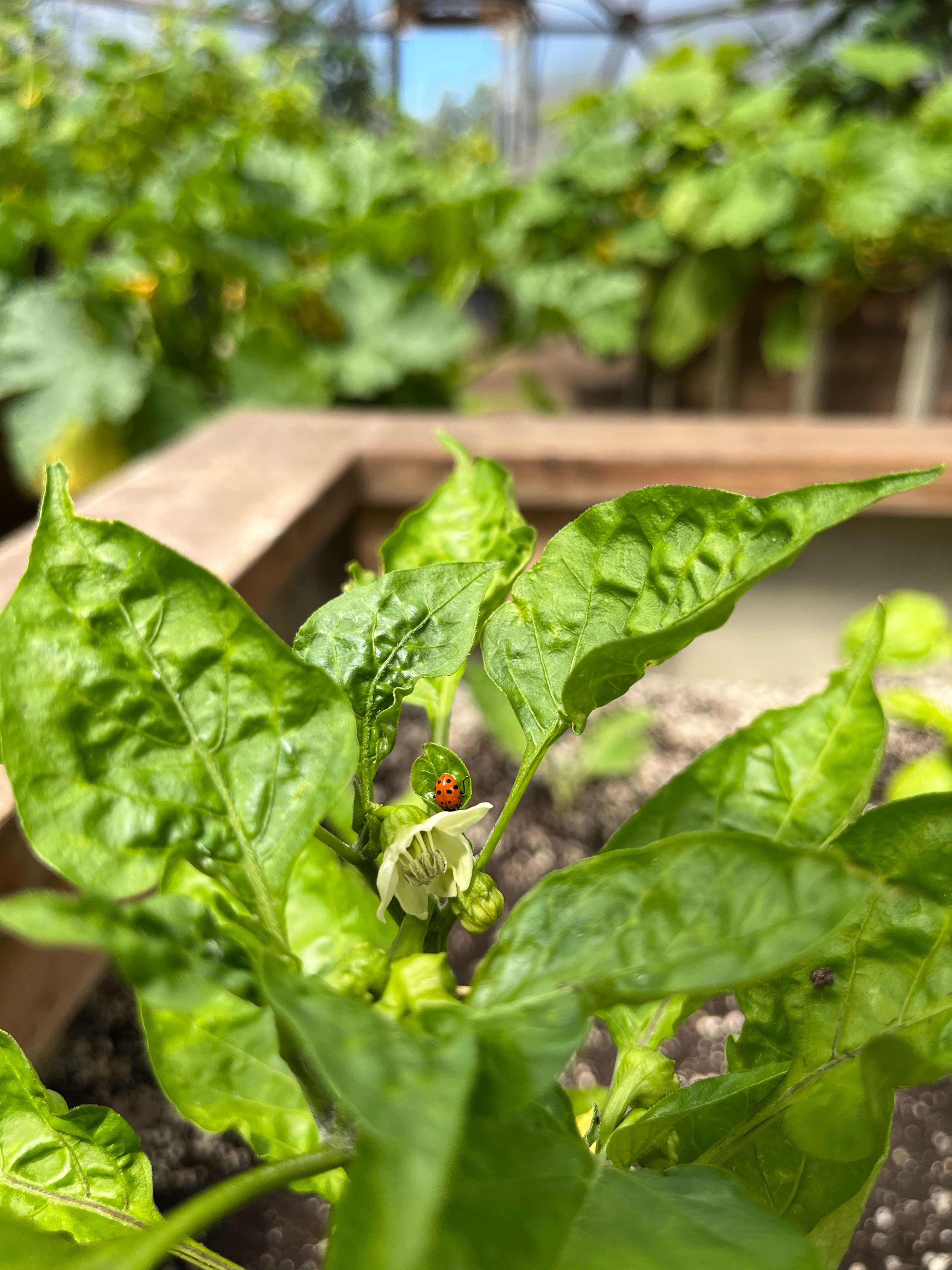Beneficial Insects for Your Greenhouse Garden | Growing Spaces®