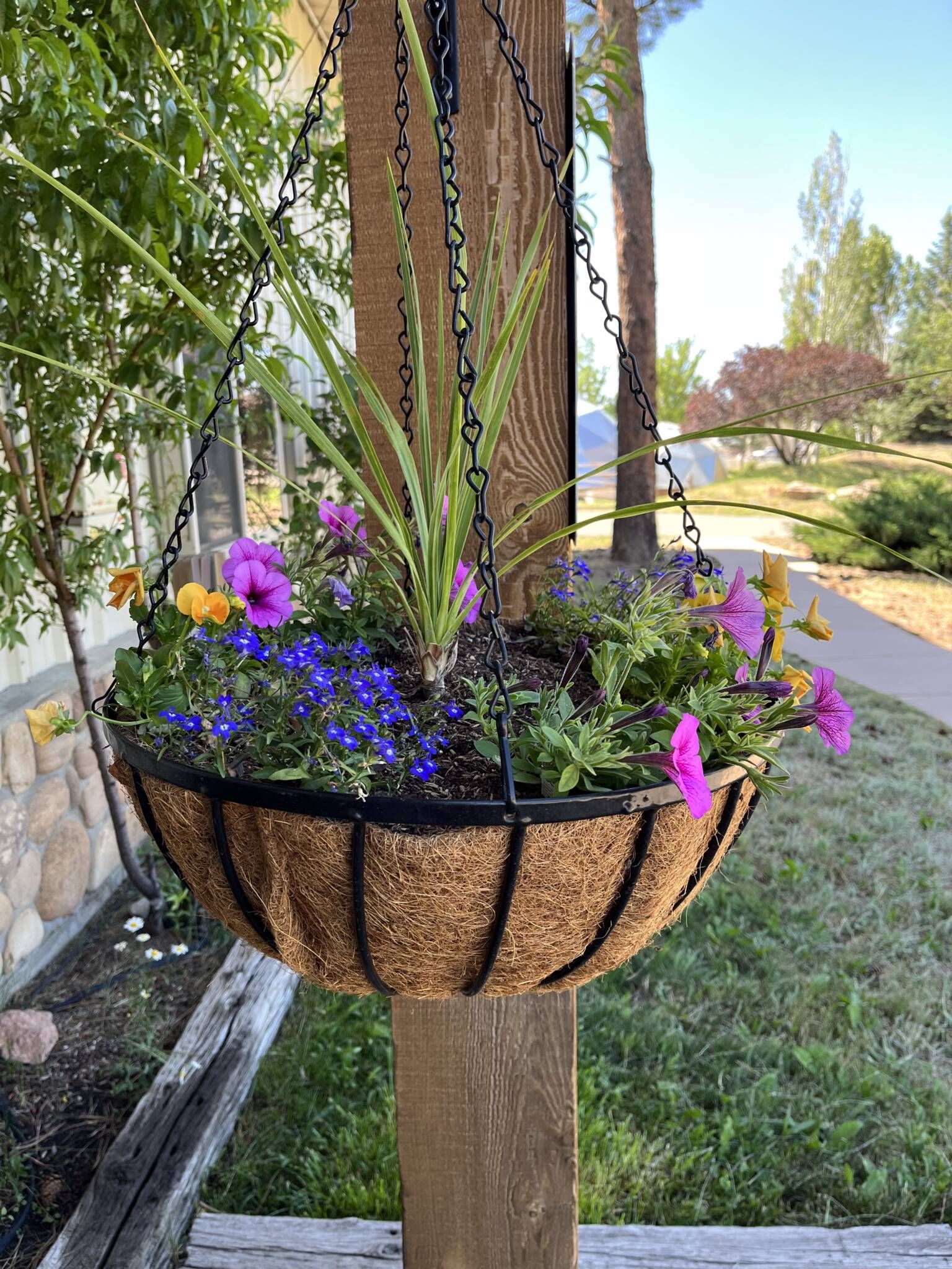 lobelia in hanging basket with pink petunias and orange pansies hanging outside