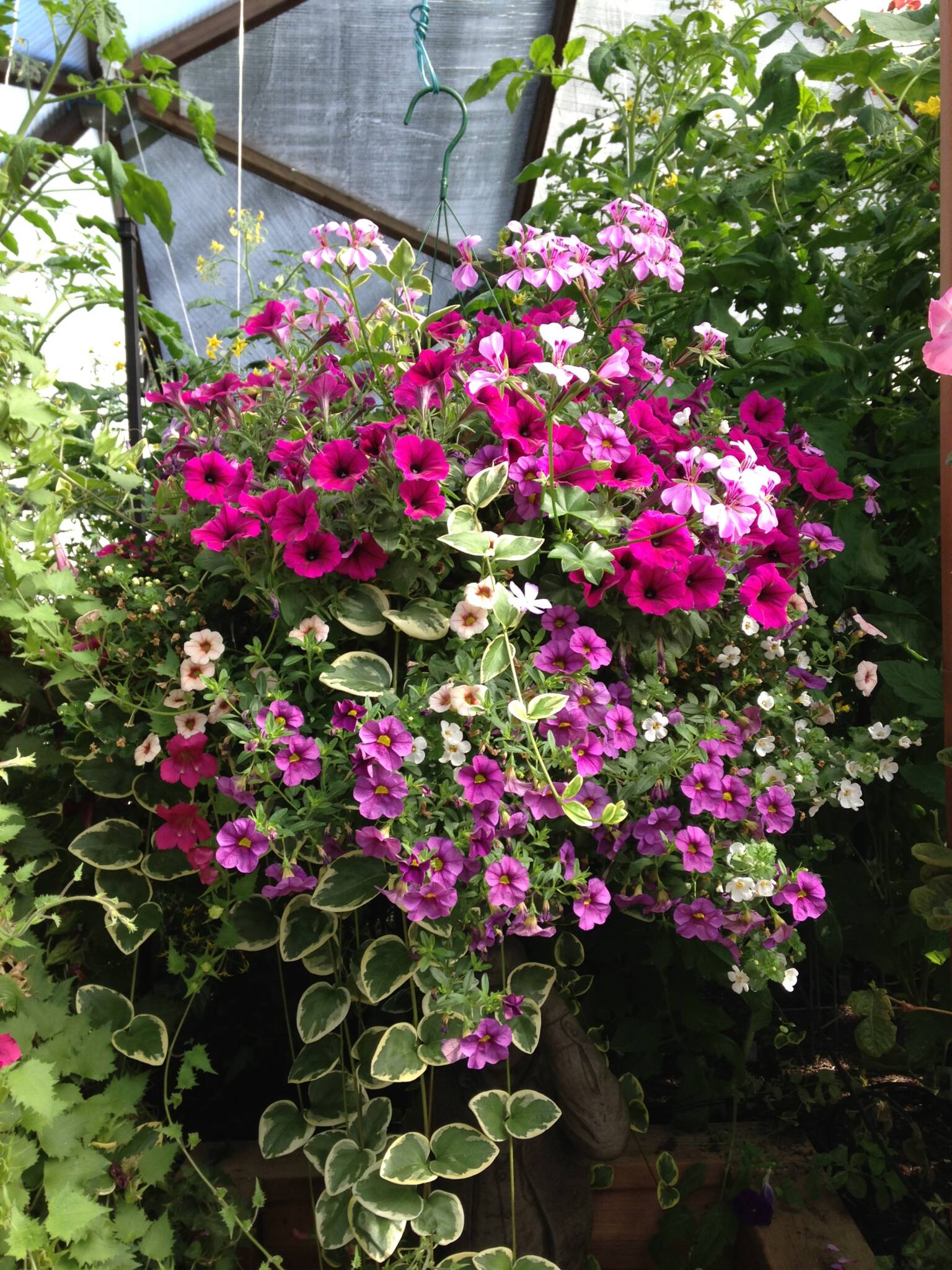 Hanging basket overflowing with pink and purple flowers and greenery