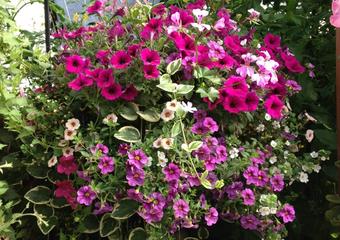 Hanging basket overflowing with pink and purple flowers and greenery
