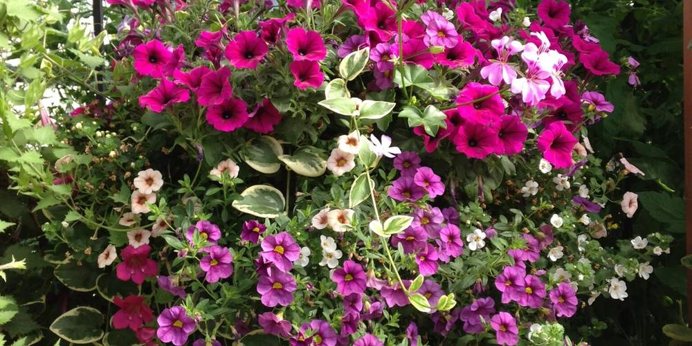 Hanging basket overflowing with pink and purple flowers and greenery