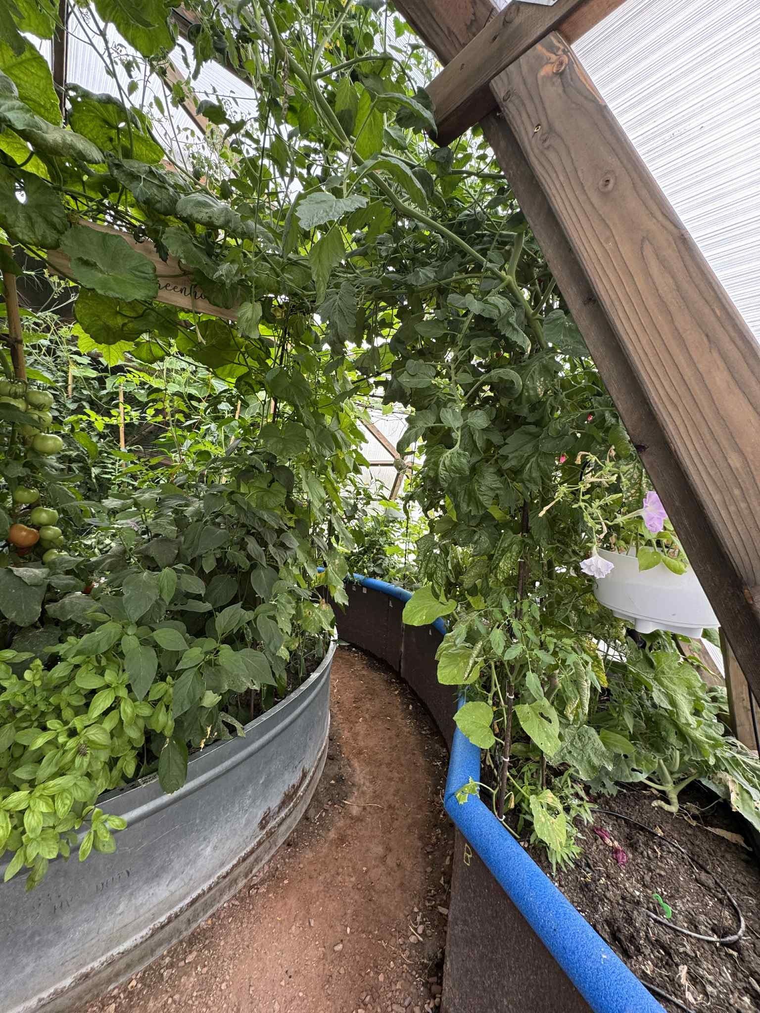 finished steel potash tank inside the greenhouse growing lush plants