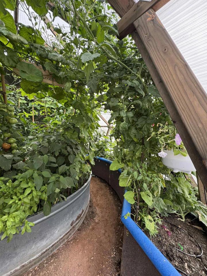 finished steel potash tank inside the greenhouse growing lush plants
