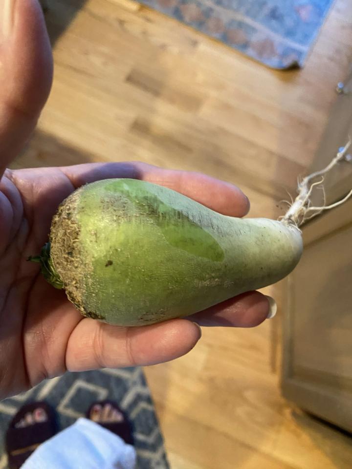 someone holding a wasabi radish
