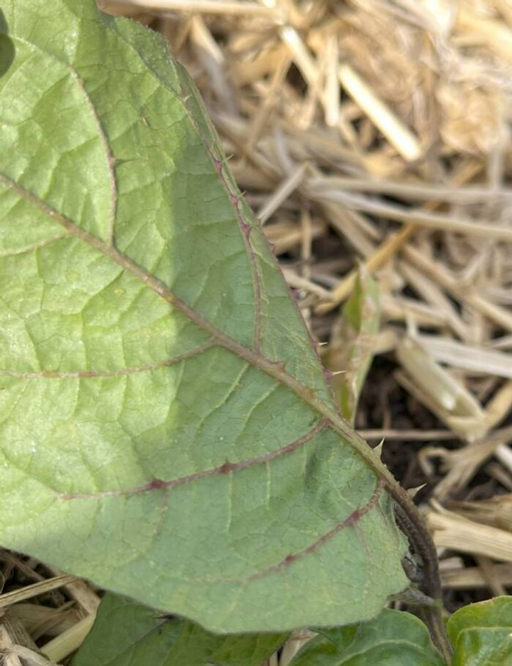 pumpkin on a stick thorns