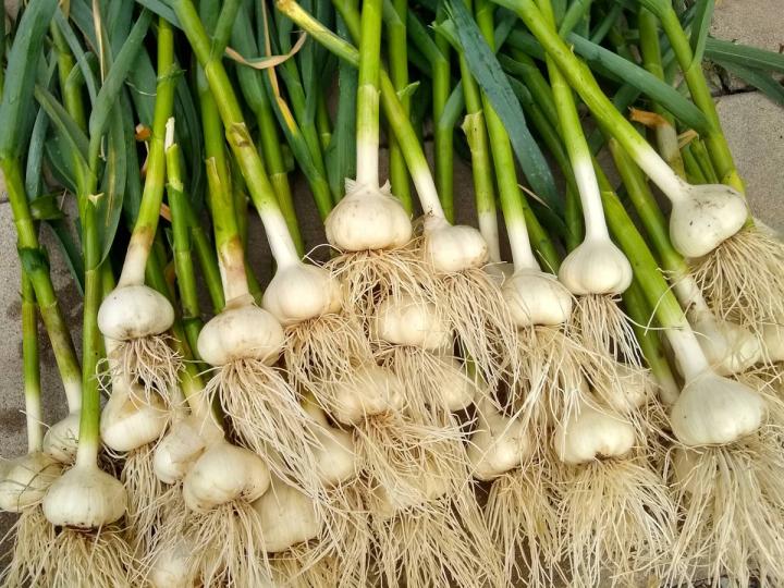 harvested garlic bulbs