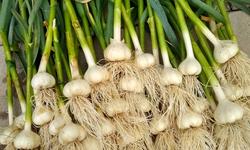garlic harvest_20210628_7303